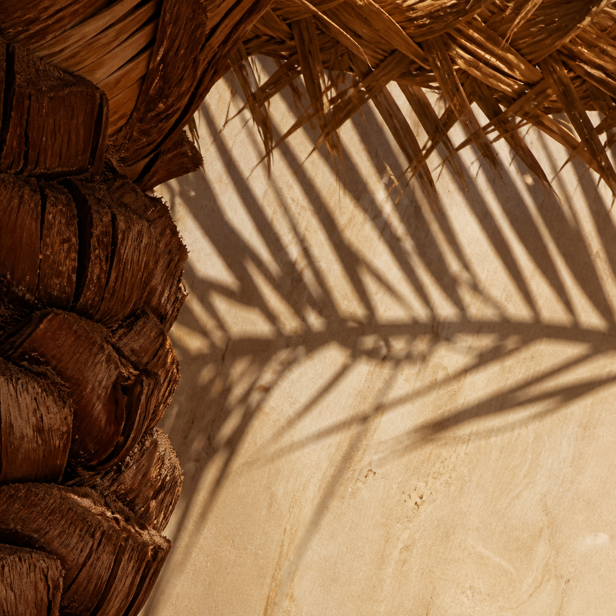 DAHR campaign study: Palm Geometry
